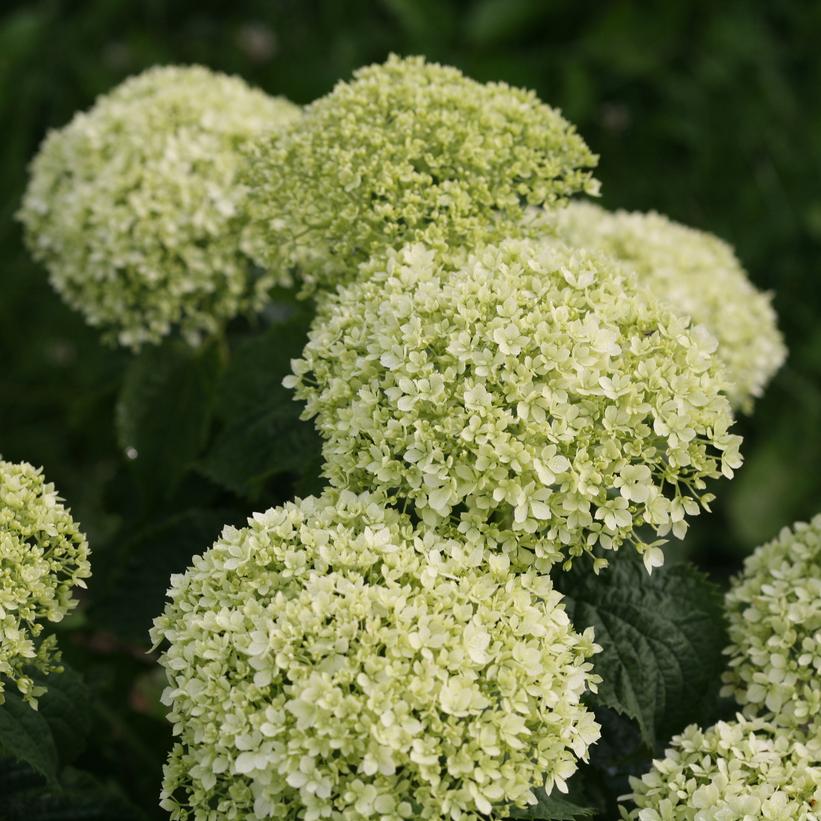 HYDRANGEA ARB. INVINCIBELLE `LIMETTA`