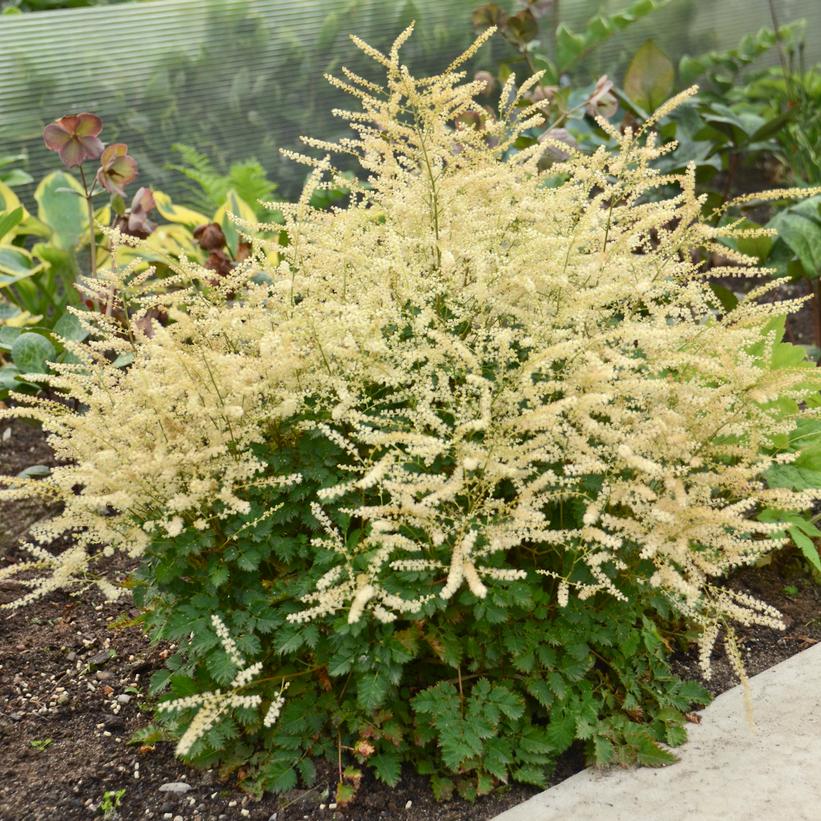 ARUNCUS `CHANTILLY LACE`