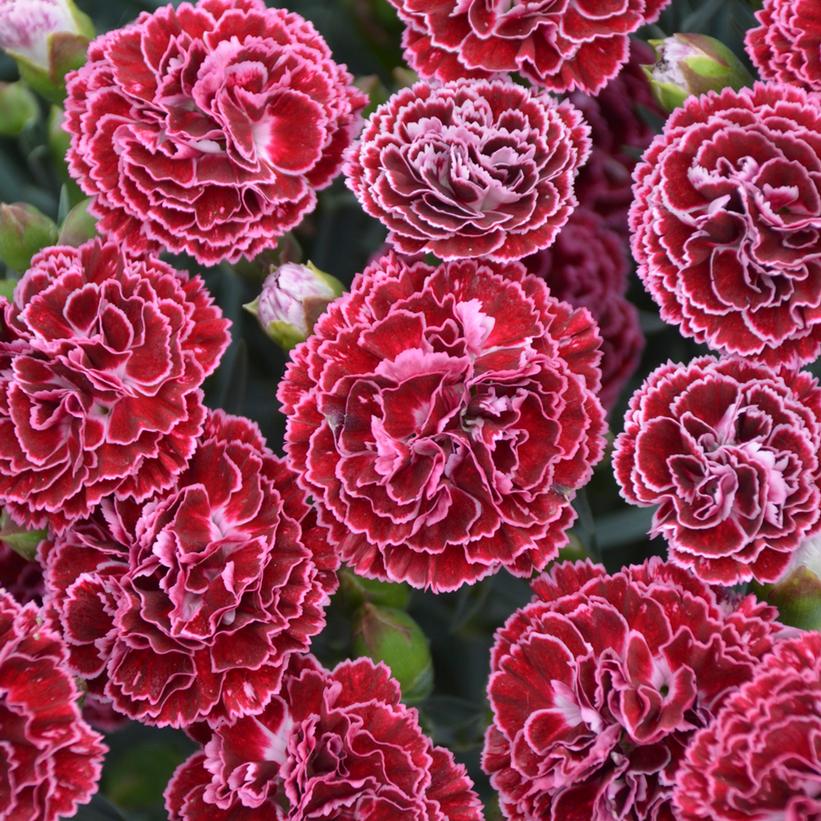 DIANTHUS F.P. `CHERRY VANILLA`