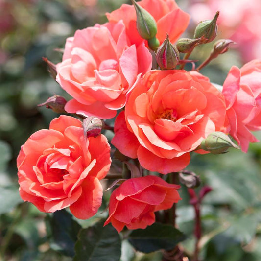 ROSA `CORAL KNOCK OUT`