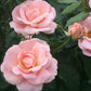 ROSA `PEACHY KNOCK OUT`