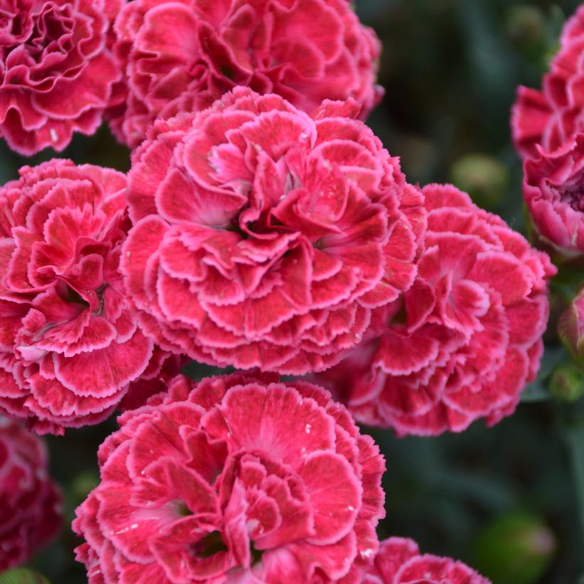 DIANTHUS F.P. `RASPBERRY RUFFLES`