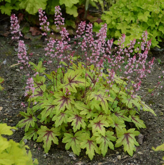 HEUCHERELLA FUN AND GAMES `EYE SPY`