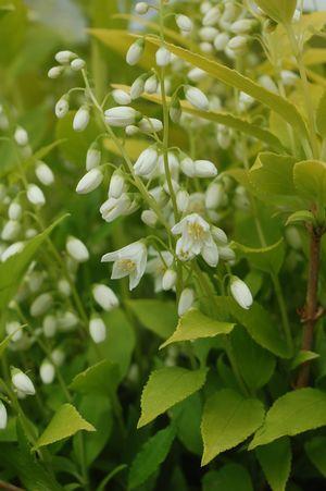 DEUTZIA GRACILIS `CHARDONNAY PEARLS`