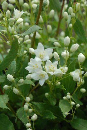 DEUTZIA GRACILIS `NIKKO`