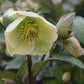 HELLEBORUS X FROSTKISS `MOLLY`S WHITE`
