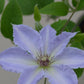 CLEMATIS `TRANQUILITE`