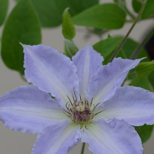 CLEMATIS `TRANQUILITE` (MUST SLEEVE)