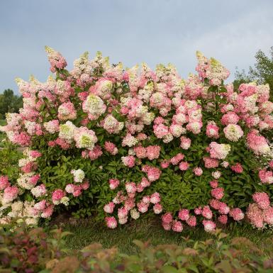 HYDRANGEA PAN. `BERRY WHITE`