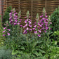 DIGITALIS PURPUREA `DALMATION PURPLE`