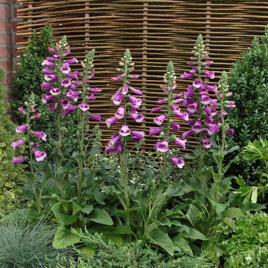 DIGITALIS PURPUREA `DALMATION PURPLE`