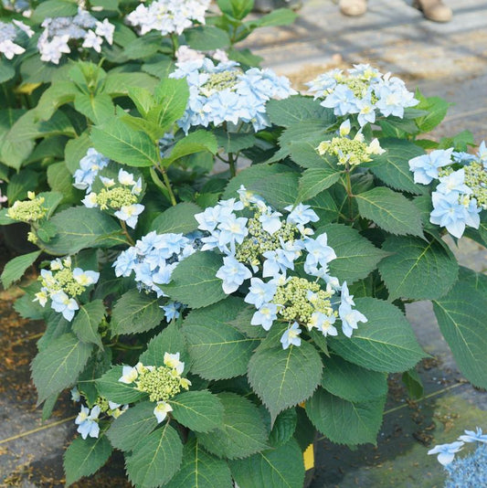 HYDRANGEA M.S. `TUFF STUFF AH-HA`