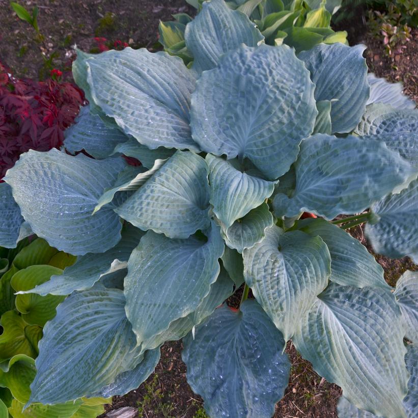 HOSTA SHADOWLAND `DIAMOND LAKE`