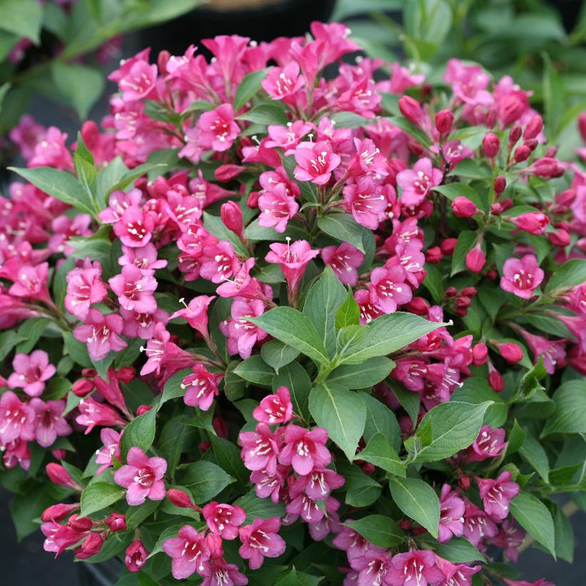 WEIGELA SNIPPET `DARK PINK`