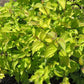 CORNUS ALBA `NEON BURST`