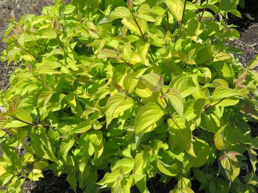 CORNUS ALBA `NEON BURST`