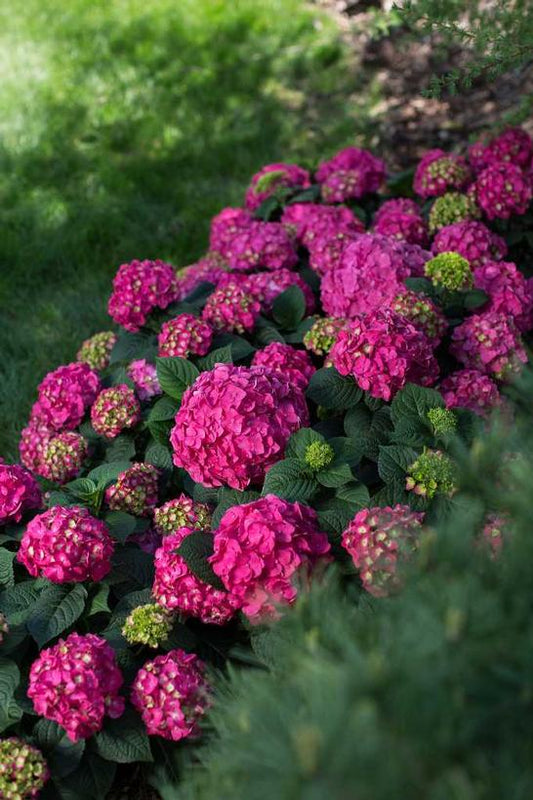 HYDRANGEA M `E.S.SUMMER CRUSH`