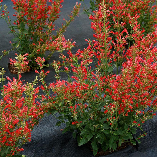 AGASTACHE `KUDOS RED`