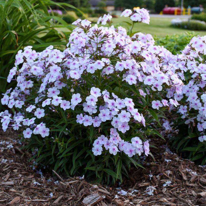 PHLOX `OPENING ACT PINK-A-DOT`