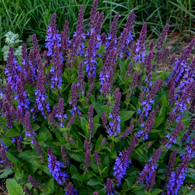 SALVIA `VIOLET PROFUSION`