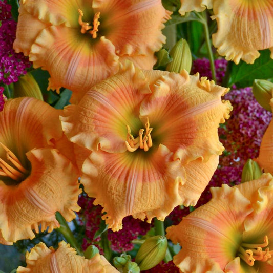 HEMEROCALLIS RAINBOW RHYTHM `ORANGE SMOOTHIE`