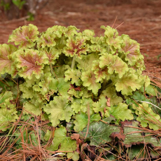 HEUCHERA DOLCE `APPLE TWIST`