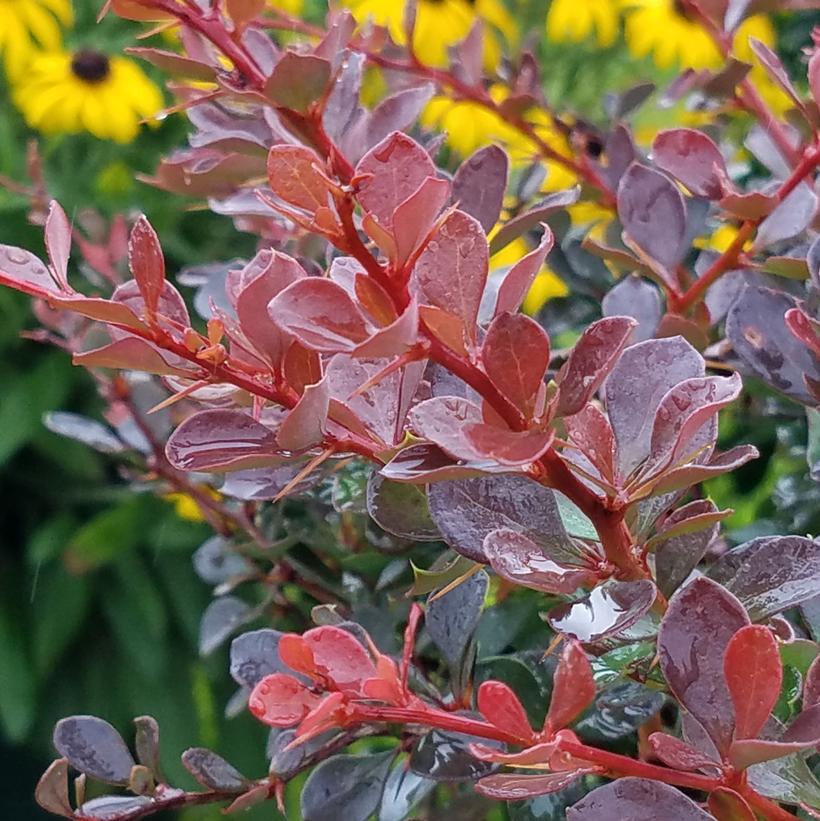 BERBERIS WORRYFREE `CRIMSON CUTIE`