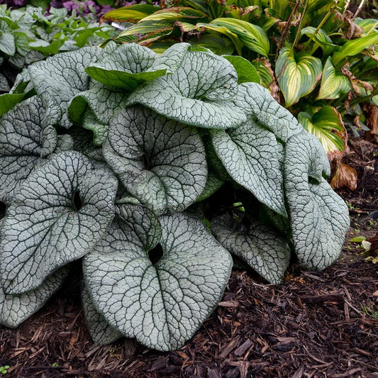 BRUNNERA MACROPHYLLA `JACK OF DIAMONDS`