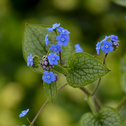 BRUNNERA MACROPHYLLA `QUEEN OF HEARTS`