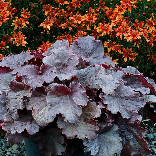 HEUCHERA NORTHERN EXPOSURE `BLACK`