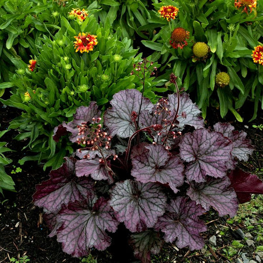 HEUCHERA NORTHERN EXPOSURE `PURPLE`