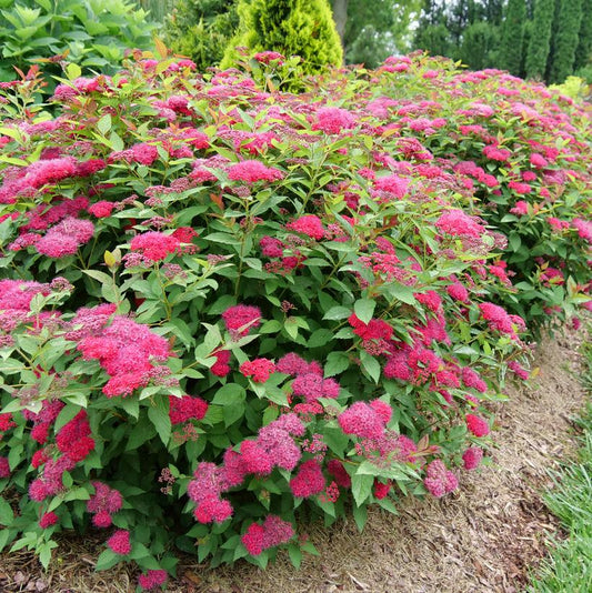 SPIRAEA JAPONICA DOUBLE PLAY `DOOZIE`