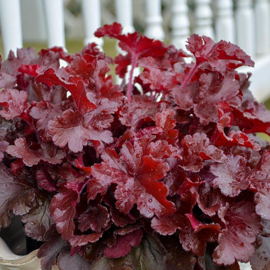 HEUCHERA DOLCE `CHERRY TRUFFLES`