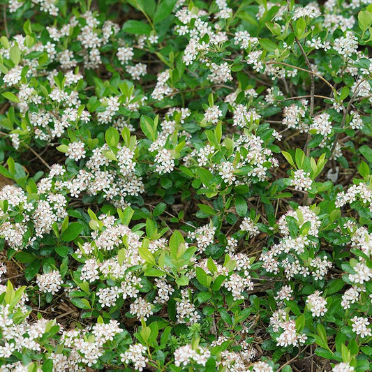 ARONIA `GROUND HUG`