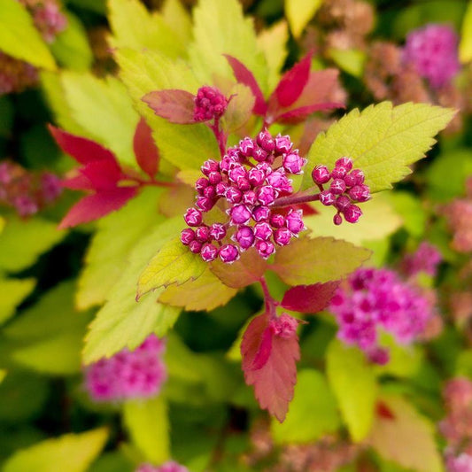 SPIRAEA `RAINBOW FIZZ`