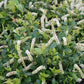 ITEA VIRGINICA `SCENTLANDIA`