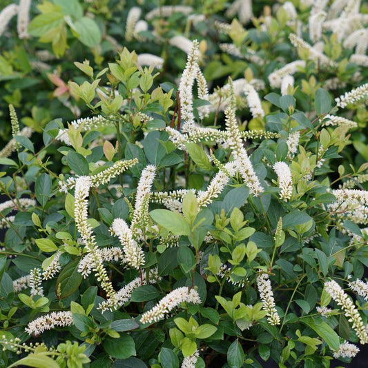 ITEA VIRGINICA `SCENTLANDIA`