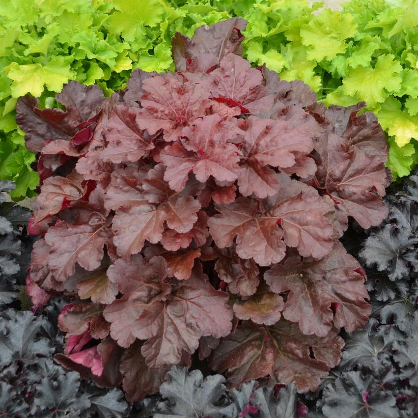 HEUCHERA PRIMO `MAHOGANY MONSTER`