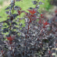 PHYSOCARPUS OP. `SUMMER WINE BLACK`