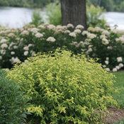 CARYOPTERIS X CLAND. `SUNSHINE BLUE II`