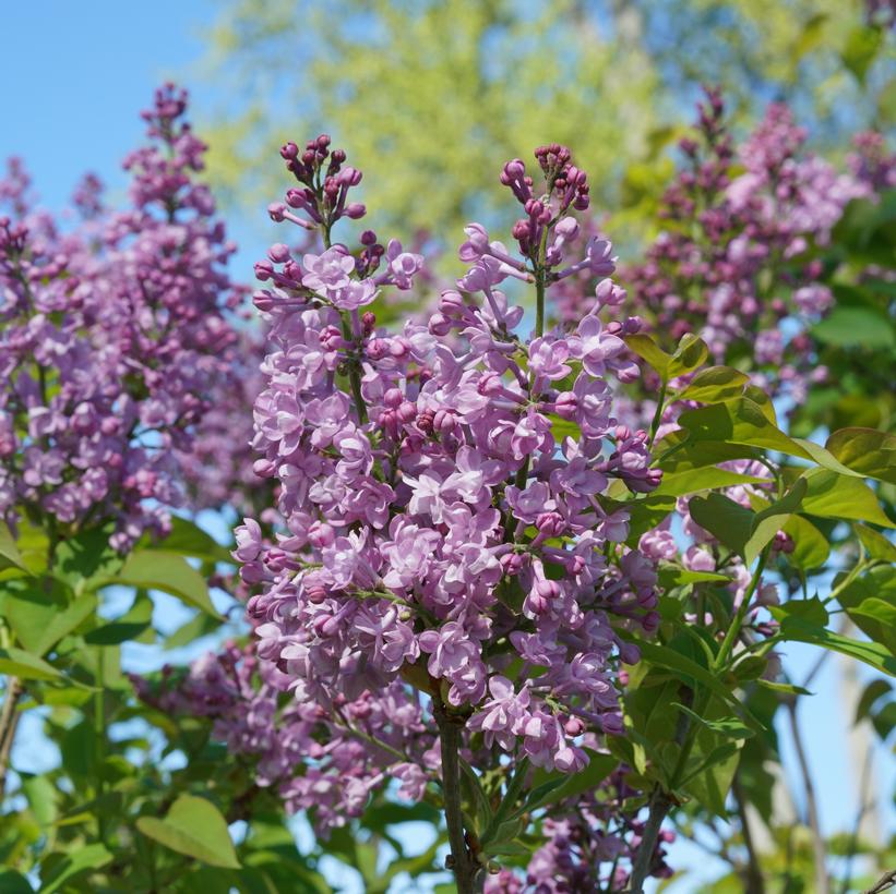 SYRINGA X HYACINTH. SCENTARA `DOUBLE BLUE`