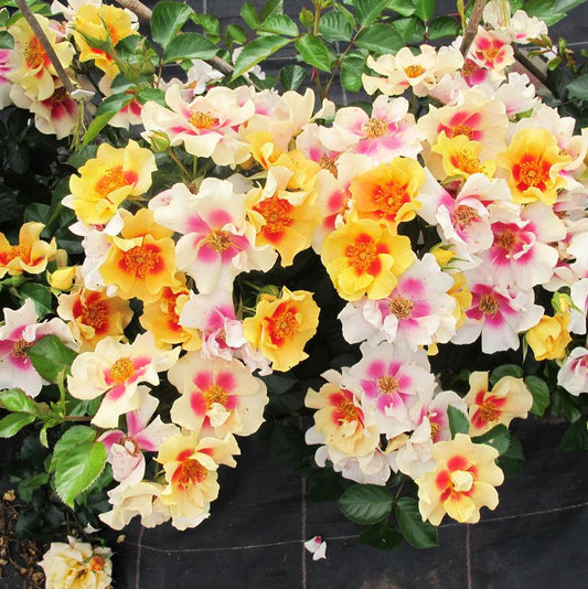ROSA `RINGO`
