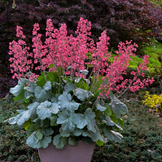 HEUCHERA DOLCE `SPEARMINT`