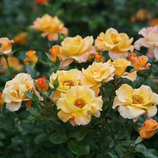 ROSA `SUNORITA`