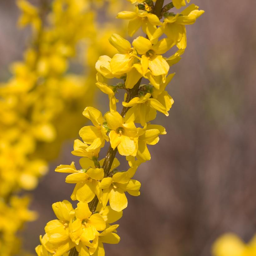 FORSYTHIA `SHOW OFF`