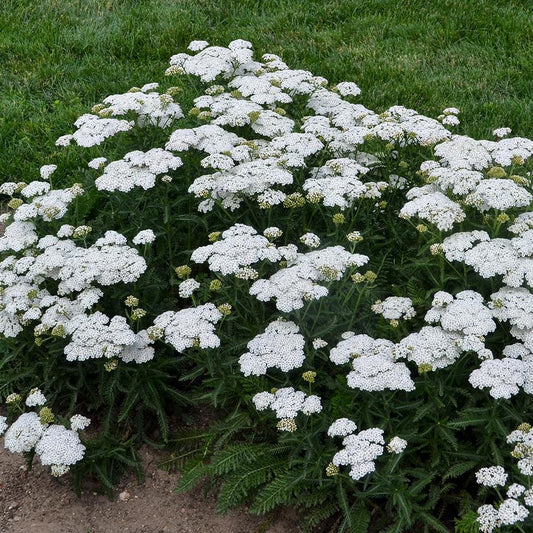 ACHILLEA `FIREFLY DIAMOND`