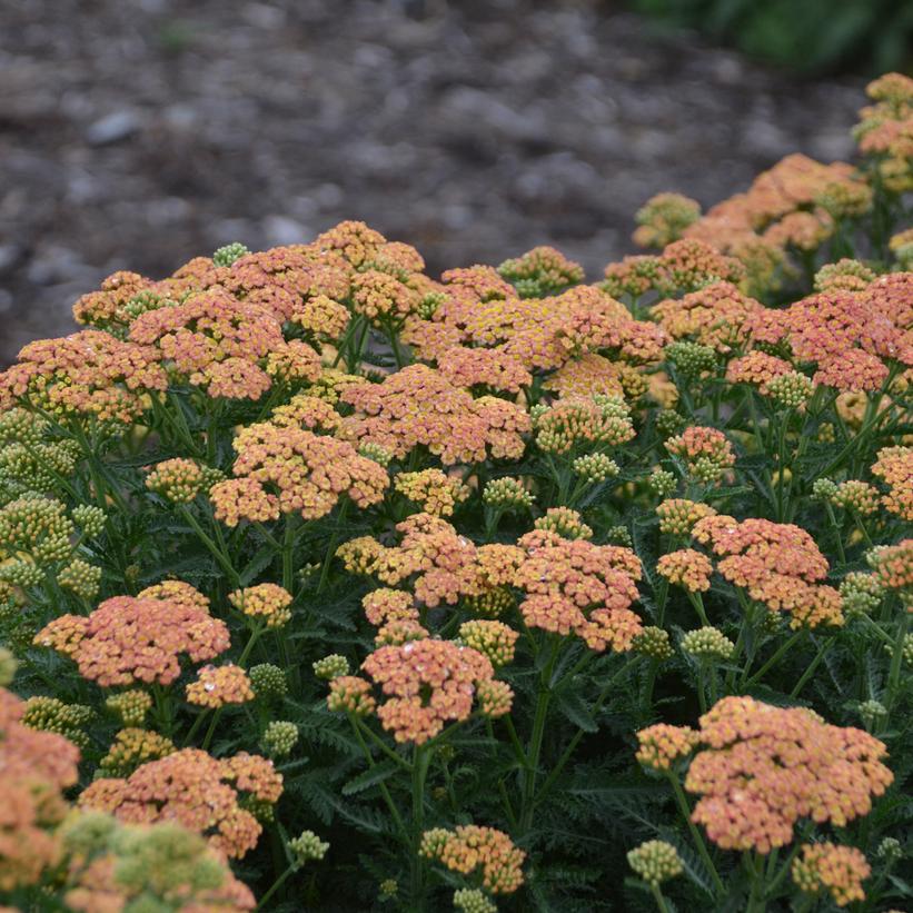 ACHILLEA `FIREFLY PEACH SKY`