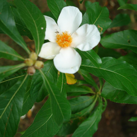 FRANKLINIA ALATAMAHA