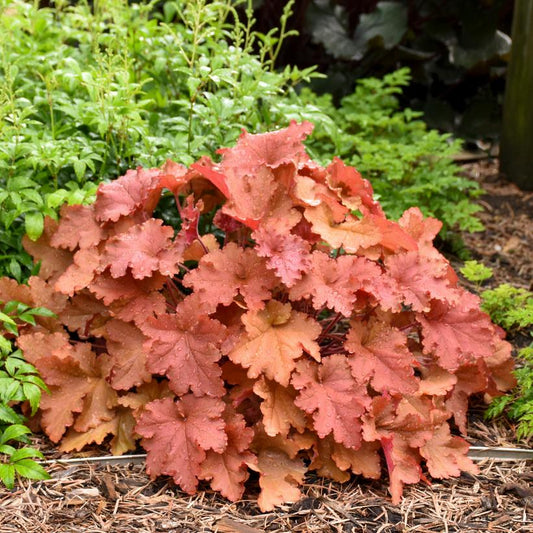 HEUCHERA PRIMO `PEACHBERRY ICE`