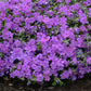 PHLOX `PURPLE SPRITE`